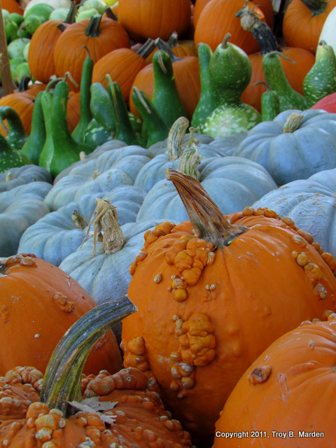 Savory Pumpkin Tart