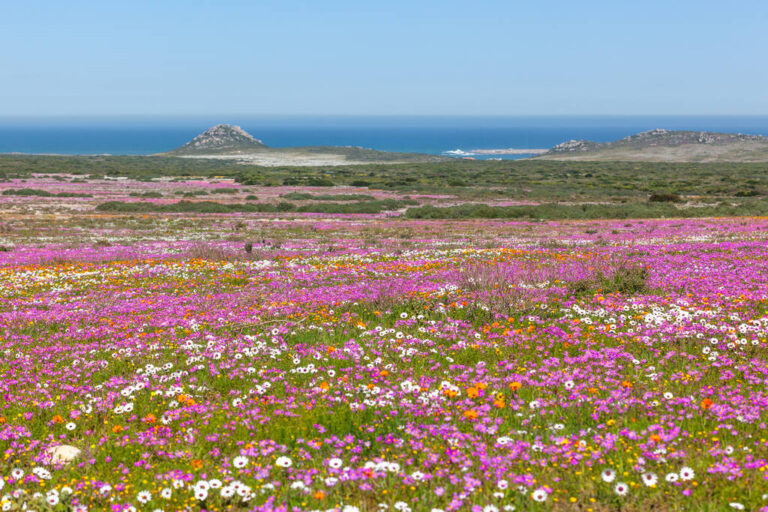 Africa: Wildflowers of the Western Cape
